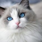 you're a ragdoll cat!