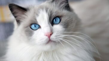 you're a ragdoll cat!