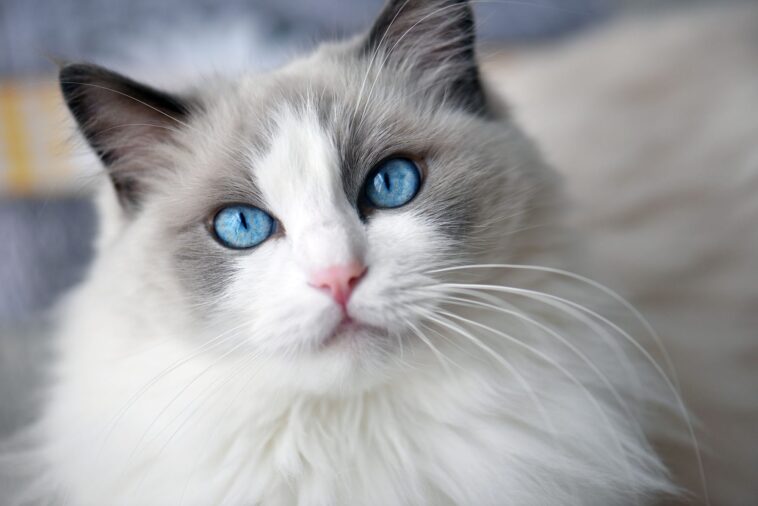 you're a ragdoll cat!