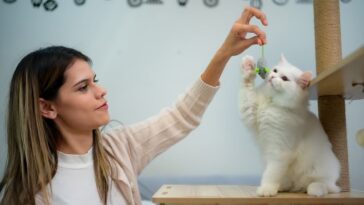 Owner plays with cat