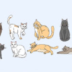 different cats body language
