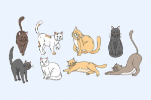 different cats body language