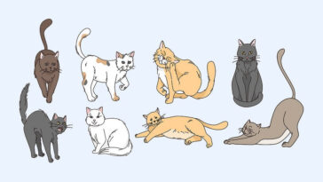different cats body language