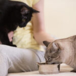 introducing two cats