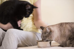 introducing two cats