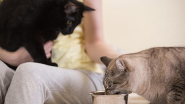 introducing two cats