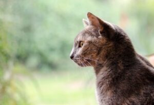 A silent cat