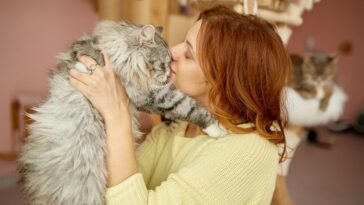 Cat adopted by a person