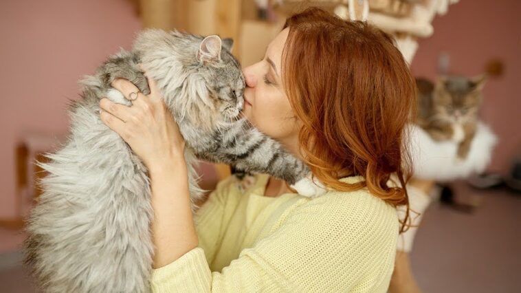 Cat adopted by a person