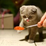 Cat eating foods