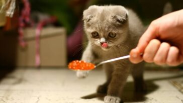 Cat eating foods