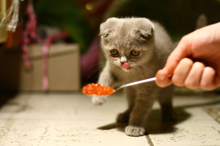 Cat eating foods