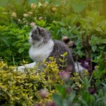 Cat playing in the garden
