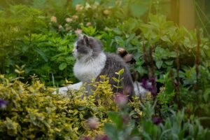 Cat playing in the garden