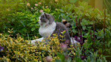 Cat playing in the garden