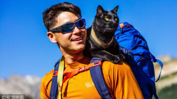 Cat travels with his owner