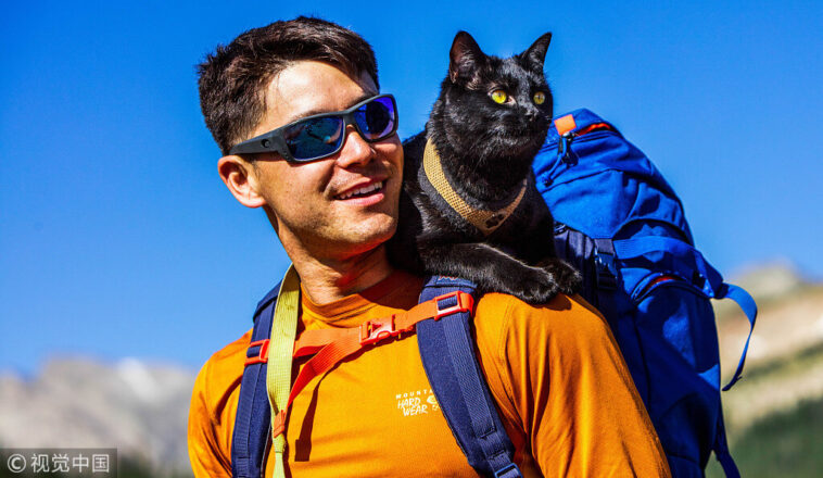 Cat travels with his owner