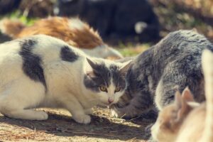Cats