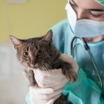 Cat’s health check