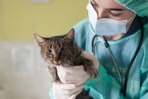 Cat’s health check