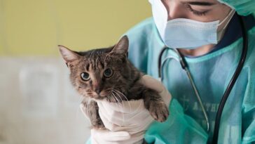 Cat’s health check