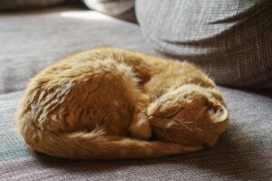 an old sleeping cat