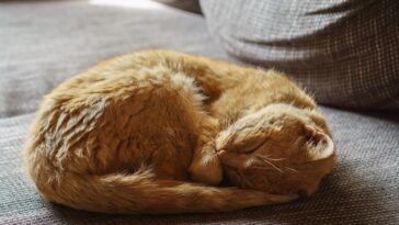 an old sleeping cat